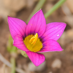 Romulea camerooniana