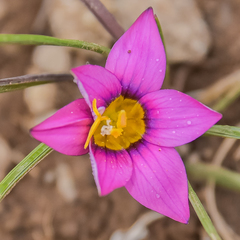 Romulea camerooniana