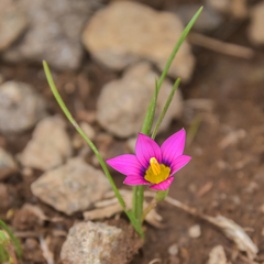 Romulea camerooniana