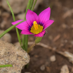 Romulea camerooniana