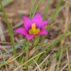 Romulea camerooniana