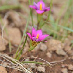 Romulea camerooniana