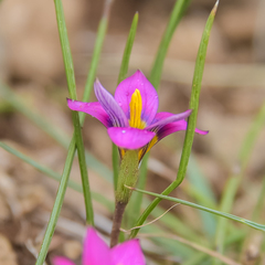 Romulea camerooniana