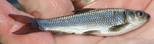 Silver labeo (Labeo ruddi) — Cyprinidae