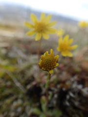 Crocidium multicaule