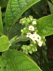 Tournefortia rufosericea
