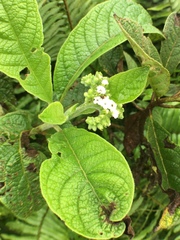 Tournefortia rufosericea