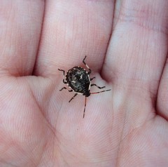 Cermatulus nasalis nasalis