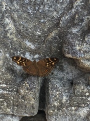 Junonia erigone