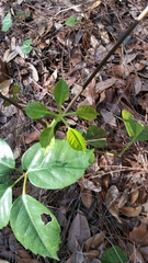 Heptapleurum actinophyllum