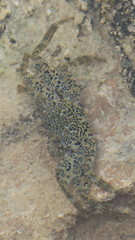 Grapsus longitarsis