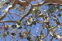 Eucalyptus platyphylla