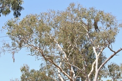 Eucalyptus platyphylla