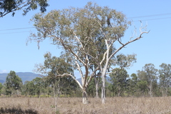 Eucalyptus platyphylla