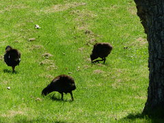 Porphyrio hochstetteri