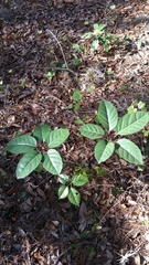 Heptapleurum actinophyllum