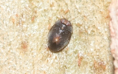 Isometopina