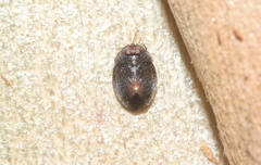 Isometopina