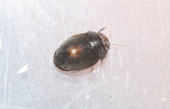 Isometopina