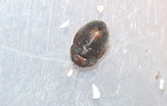 Isometopina