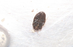 Isometopina