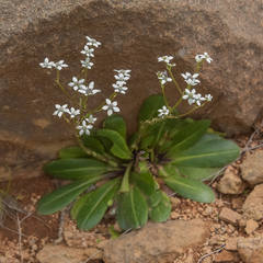 Alepidea natalensis