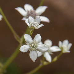 Alepidea natalensis