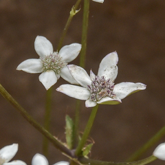 Alepidea natalensis