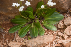 Alepidea natalensis
