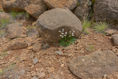 Alepidea natalensis