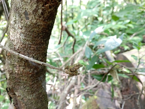 Java Bubble-nest Frog, Philautus aurifasciatus