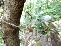 Java Bubble-Nest Frog