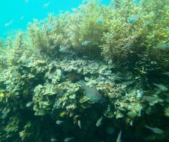 Pempheris multiradiata