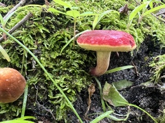 Hortiboletus rubellus image