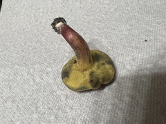 Hortiboletus rubellus image