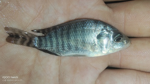 Nile Tilapia