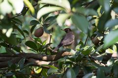 Turdus simillimus