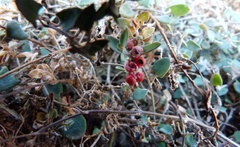 Chenopodium triandrum