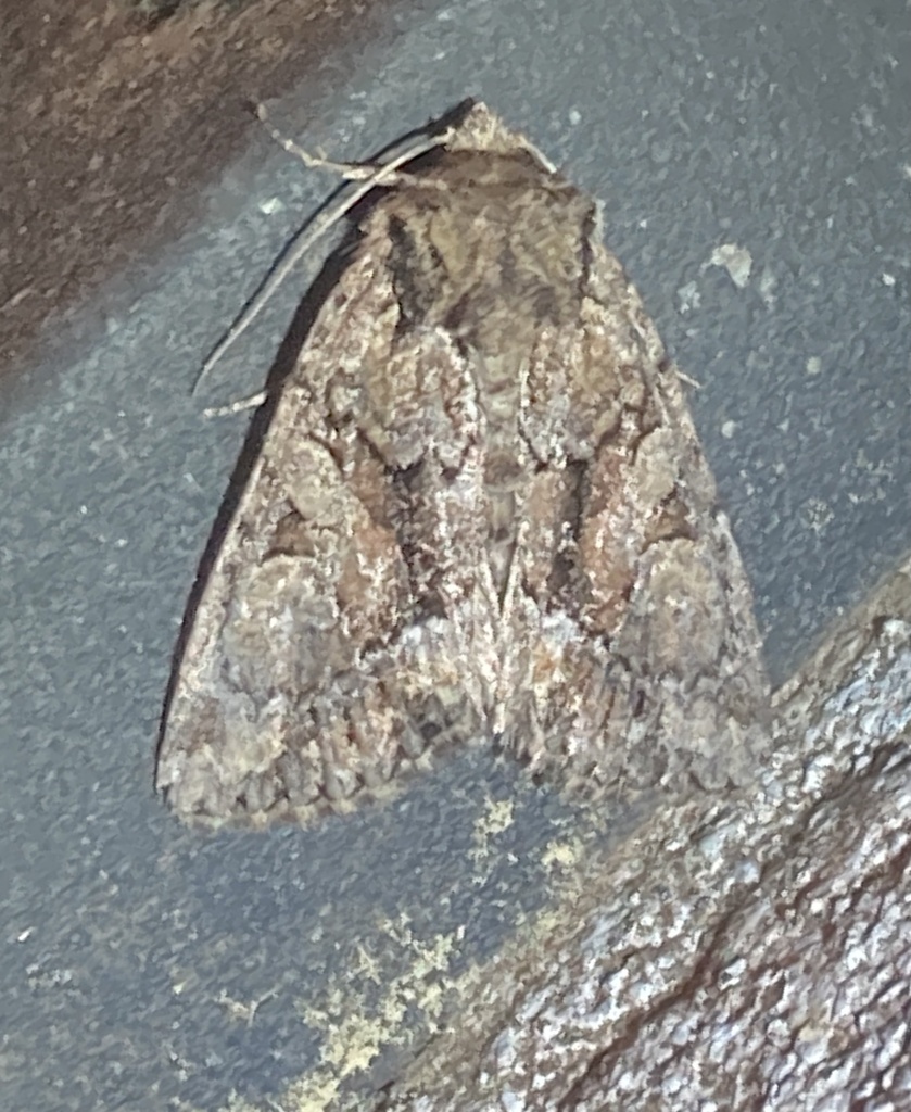 Oligia divesta