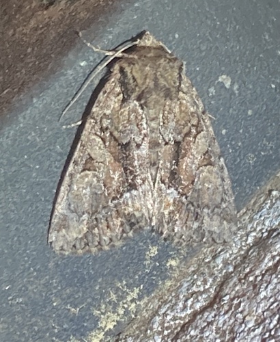 Oligia divesta