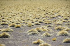 Festuca chrysophylla