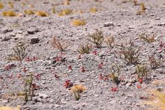 Hoffmannseggia eremophila