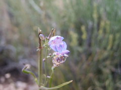 Penstemon comarrhenus