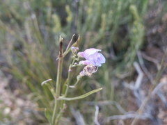 Penstemon comarrhenus