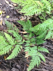 Pteris carsei