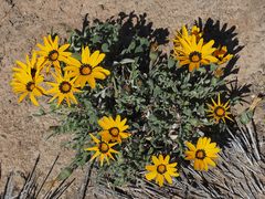 Gazania heterochaeta