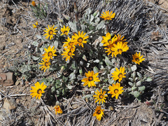 Gazania heterochaeta