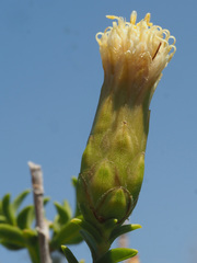Pteronia hutchinsoniana