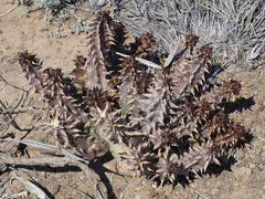 Quaqua mammillaris