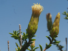 Pteronia hutchinsoniana